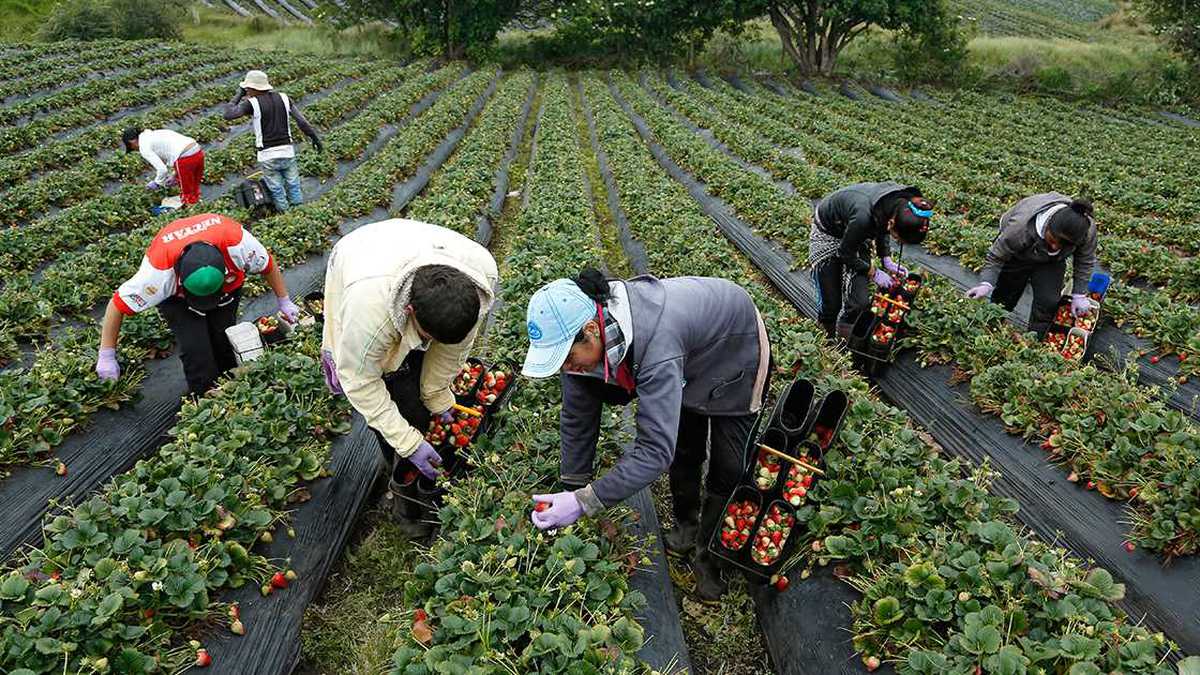 Fintech colombiana desembolsará $25.000 millones en créditos para el agro en 2022